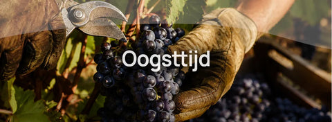 Oogsttijd in wijnland
