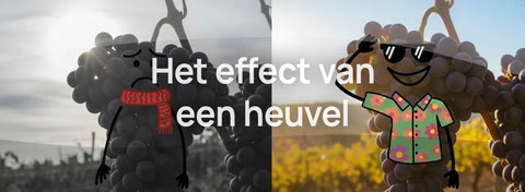 Het effect van de ligging van een heuvel op wijn