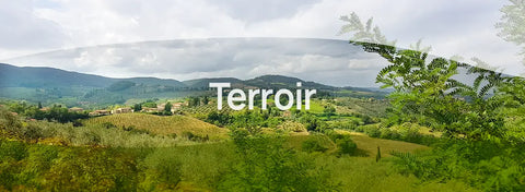 Terroir in wijn: invloed van bodem, klimaat & expositie