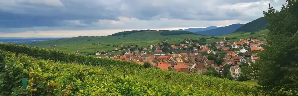 Riquewihr ligt tussen de wijngaarden van Alsace.