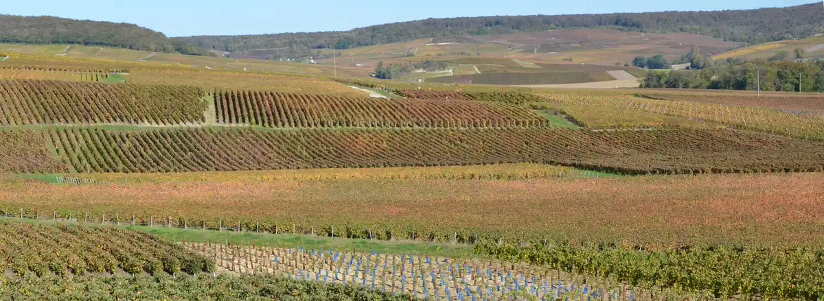 Champagnewijngaarden bij Fleury-la-Rivière in de Montagne de Reims