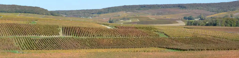 Champagnewijngaarden bij Fleury-la-Rivière in de Montagne de Reims