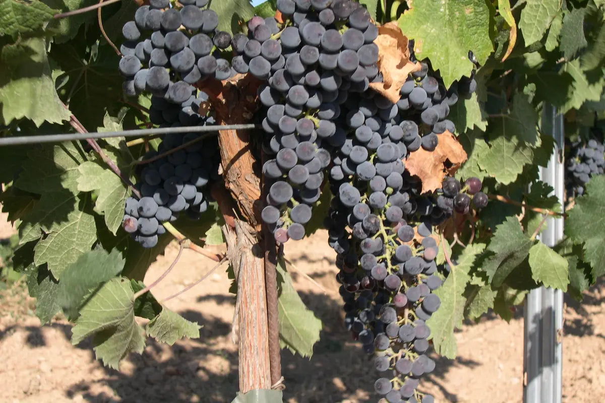 Merlot-druiven aan de wijnstok