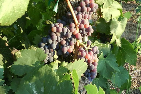 Sangiovese-druiven aan de wijnstok