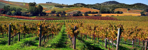 Panoramisch uitzicht over wijngaarden in Napa Valley