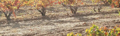 Herfstkleurige wijnranken groeien bij Cintruénigo in Navarra.