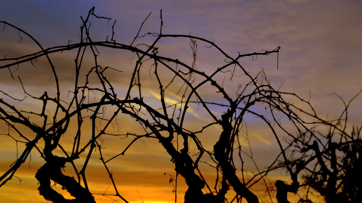 Xarel·lo-wijngaard in Penedès bij zonsondergang