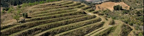 Terraswijngaarden in La Vilella Alta in wijnregio DOQ Priorat