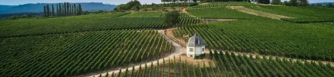 Luchtfoto van wijngaarden op de Bubenhäuser Höhe bij Rauenthal in Rheingau