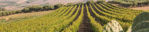 Op een brede uitsnede liggen rijen wijnstokken tussen vijgcactussen in een Siciliaans landschap.