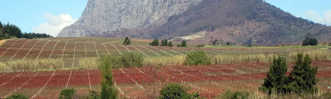 De foto toont wijngaarden en bergen in het wijngebied Stellenbosch in Zuid-Afrika.
