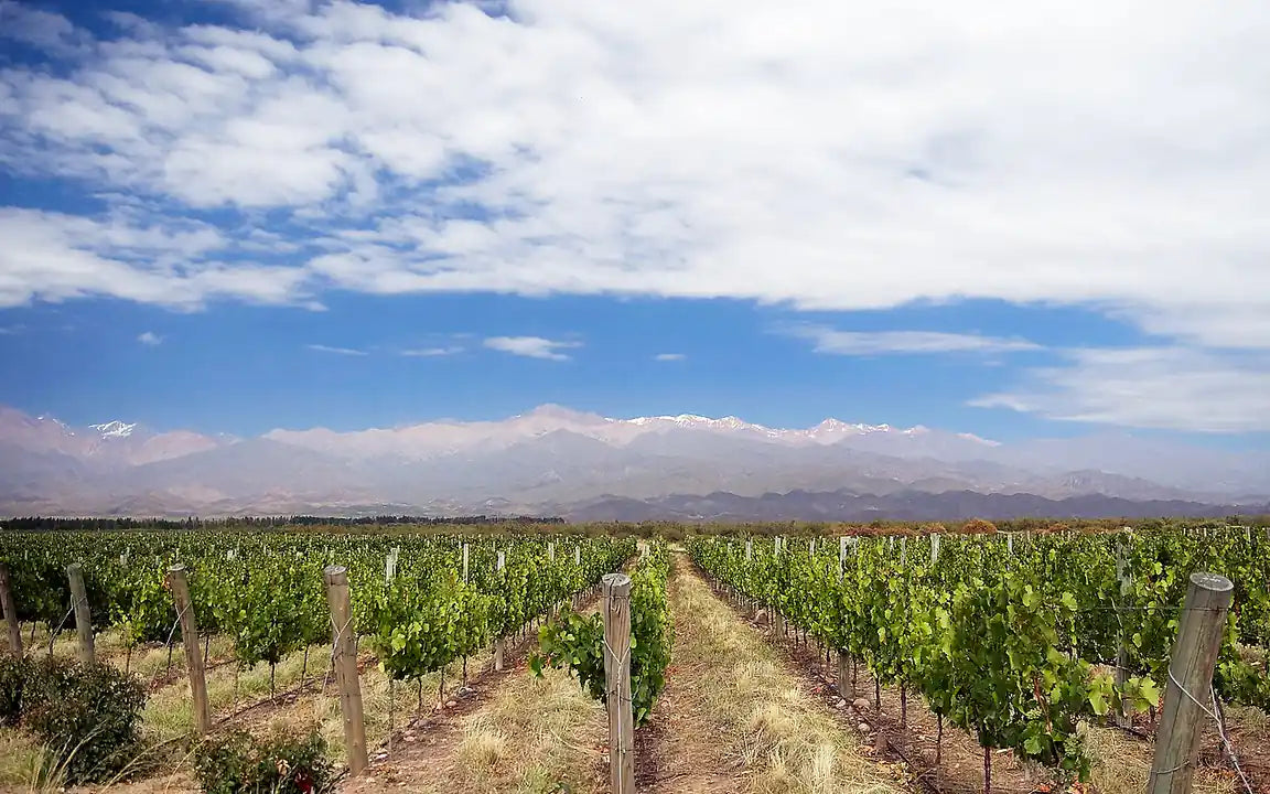 Wijngaard bij Los Árboles in Valle de Uco met de Andes op de achtergrond