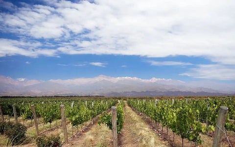 Wijngaard bij Los Árboles in Valle de Uco met de Andes op de achtergrond