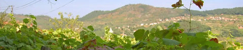 Wijngaardlandschap in de Vinho Verde-regio