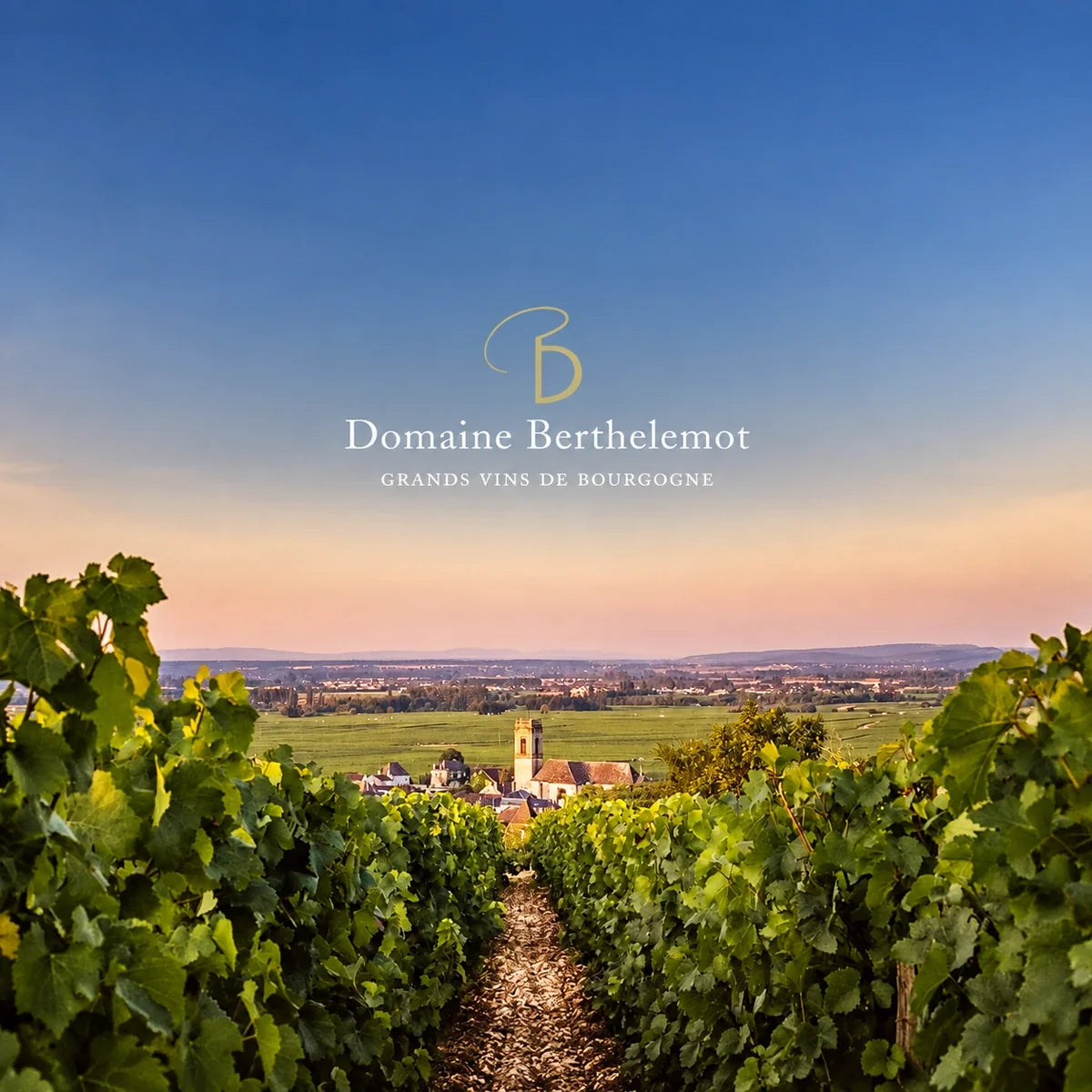 Domaine Berthelemot, sfeerfoto met logo