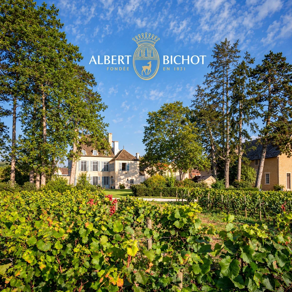 Albert Bichot, sfeerfoto met logo
