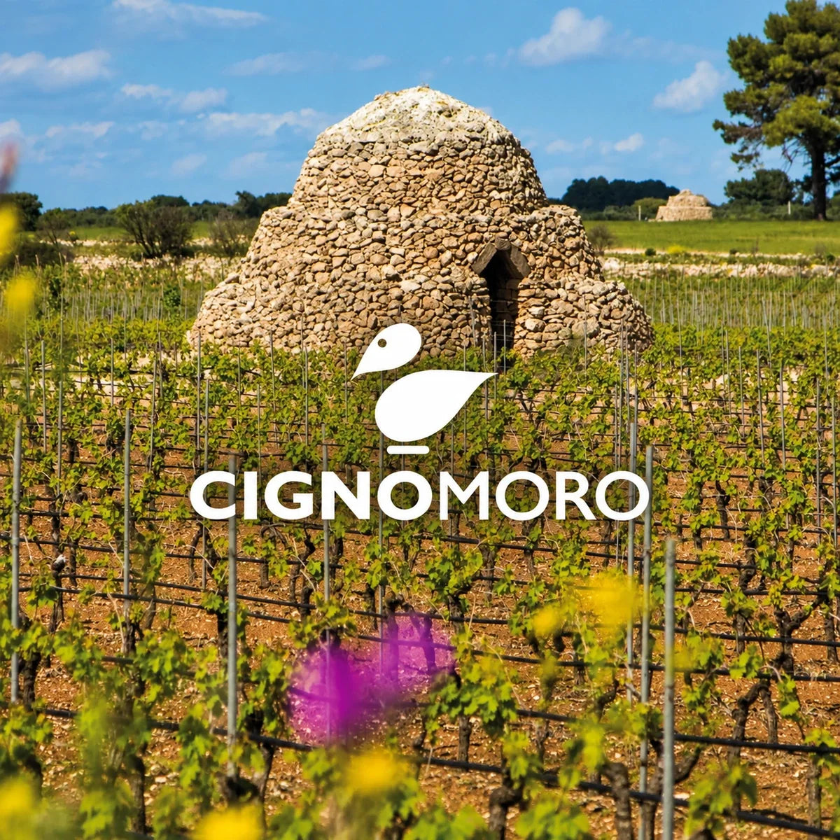 Cignomoro, sfeerfoto met logo