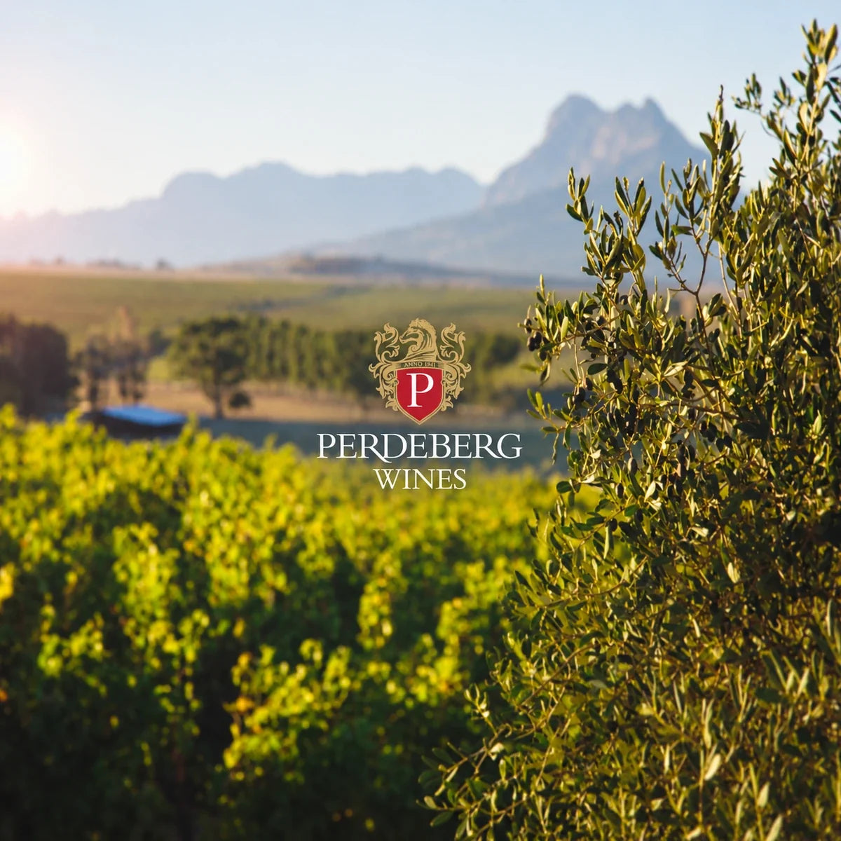 Perdeberg Cellar, sfeerfoto met logo