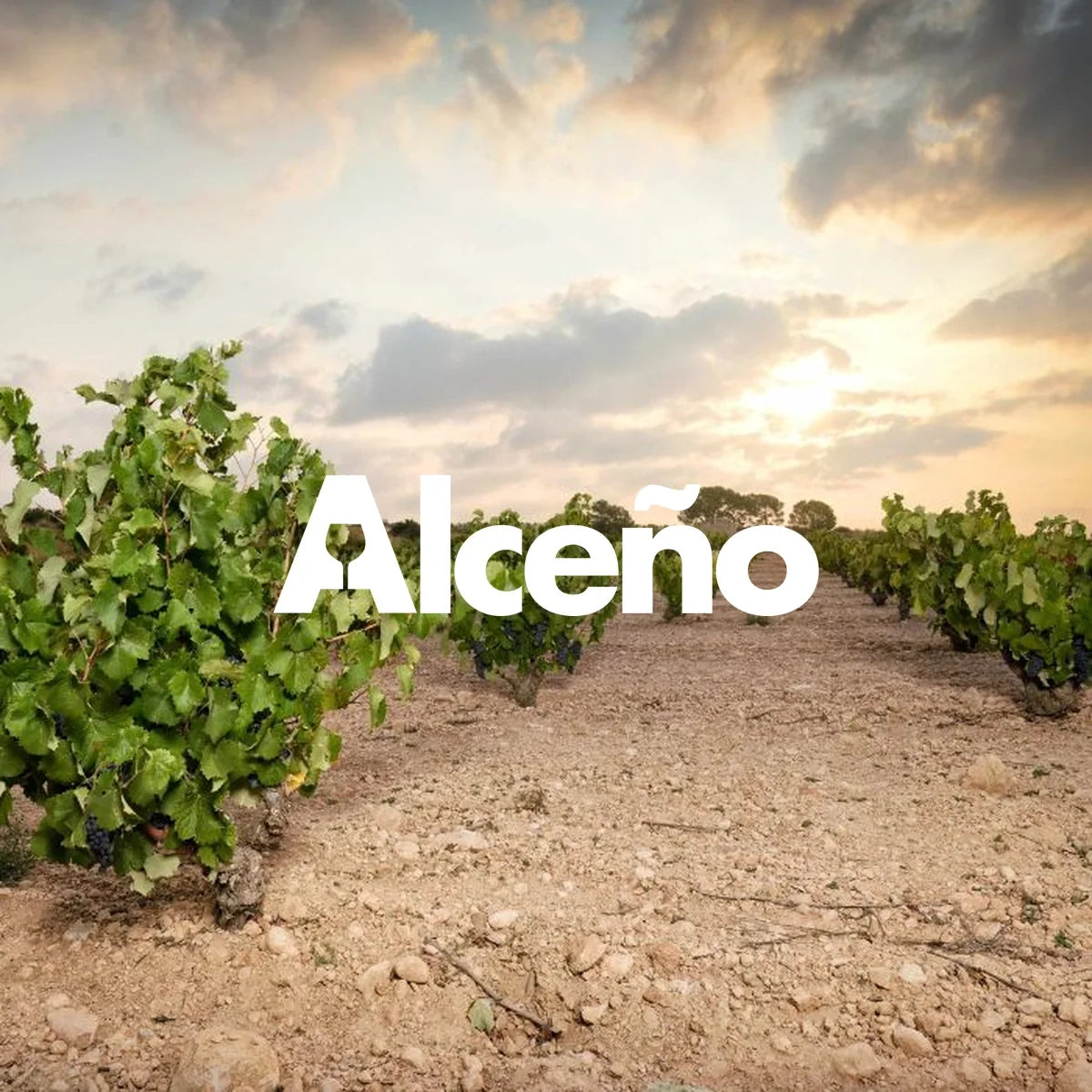 Bodegas Alceño wijnhuis
