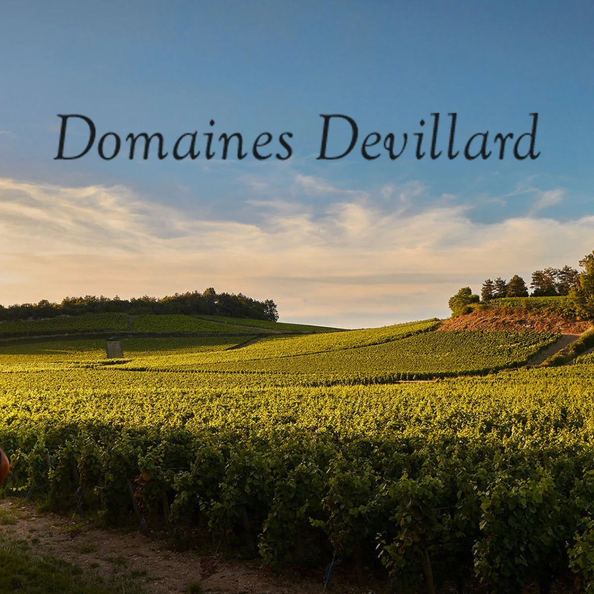 Domaines Devillard met origineel wijnhuislogo