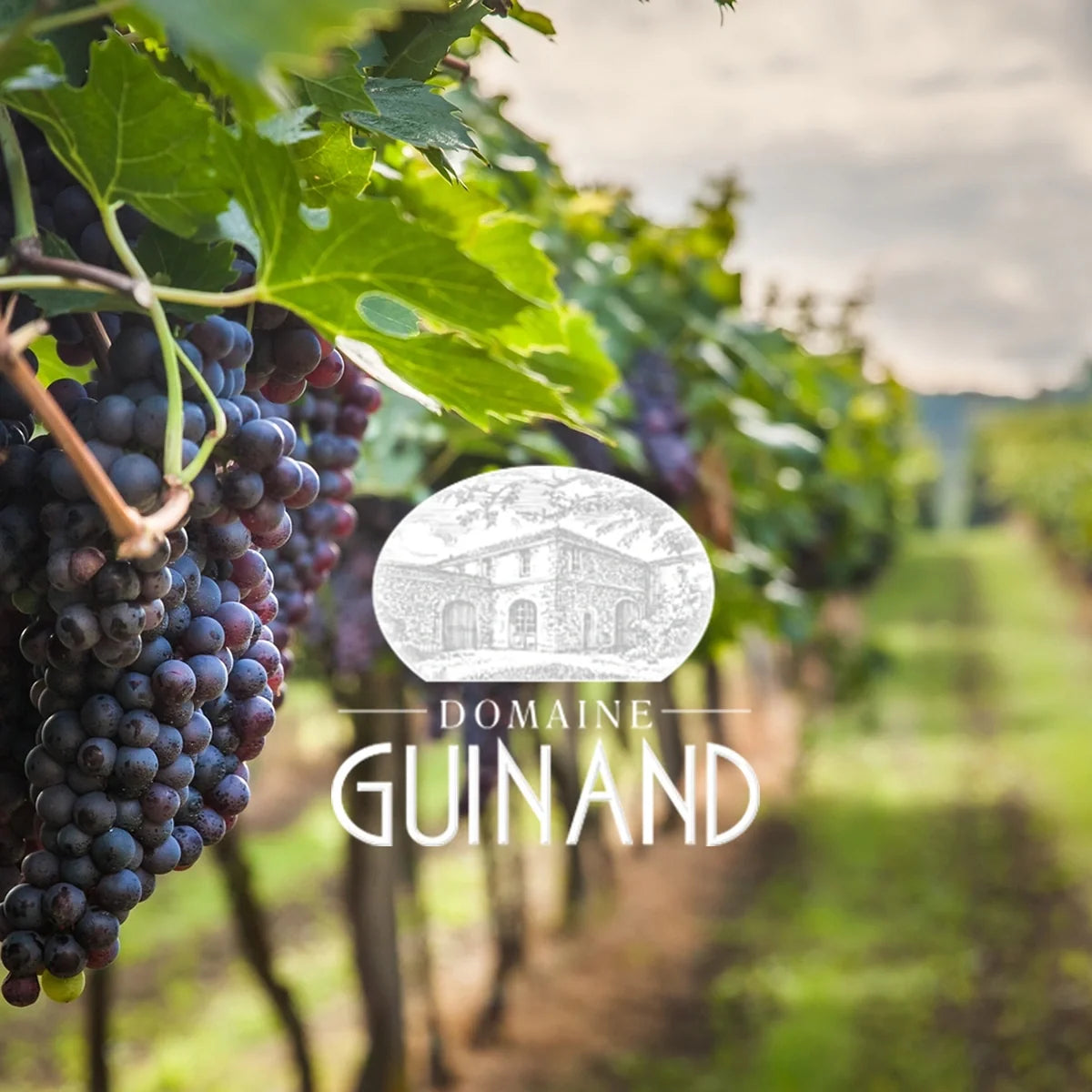 Domaine Guinand met origineel wijnhuislogo