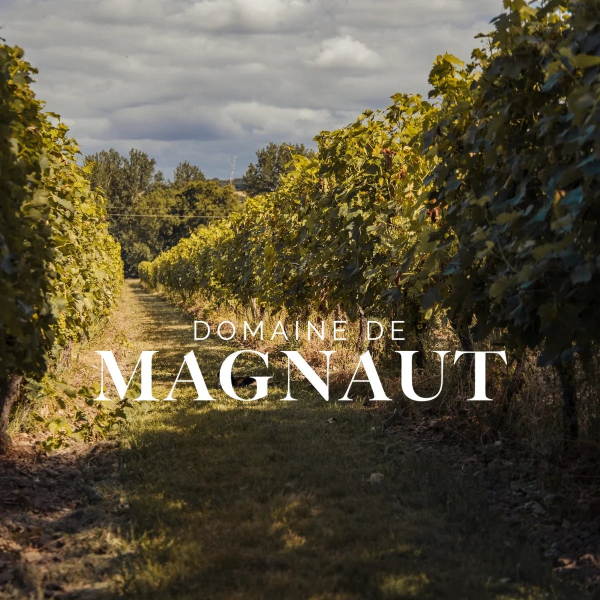 Domaine de Magnaut met origineel wijnhuislogo