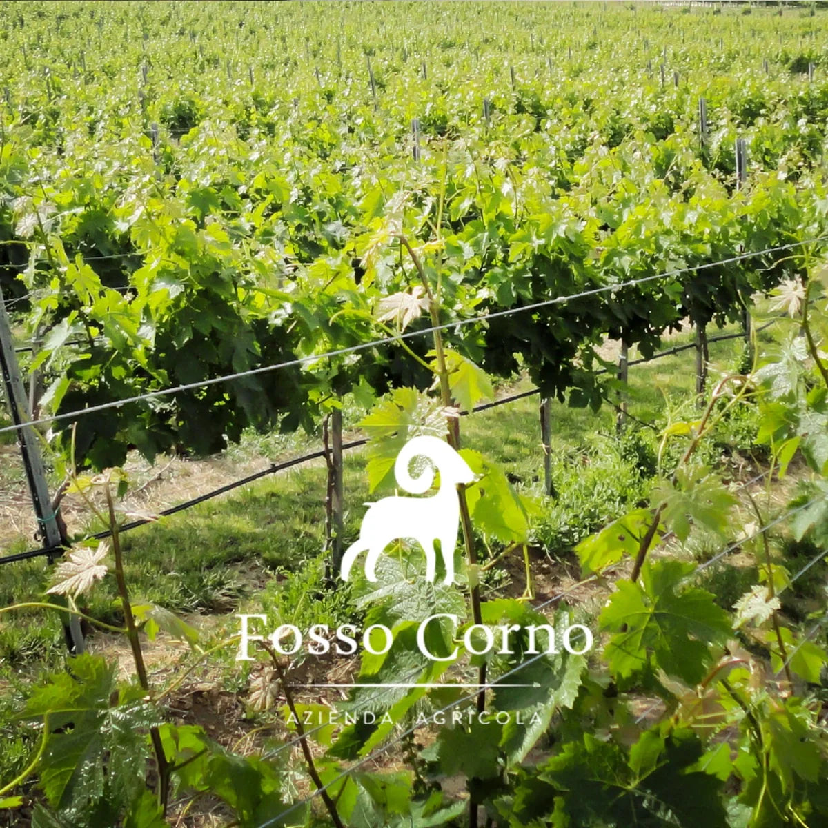 Fosso Corno – wijnhuis met logo