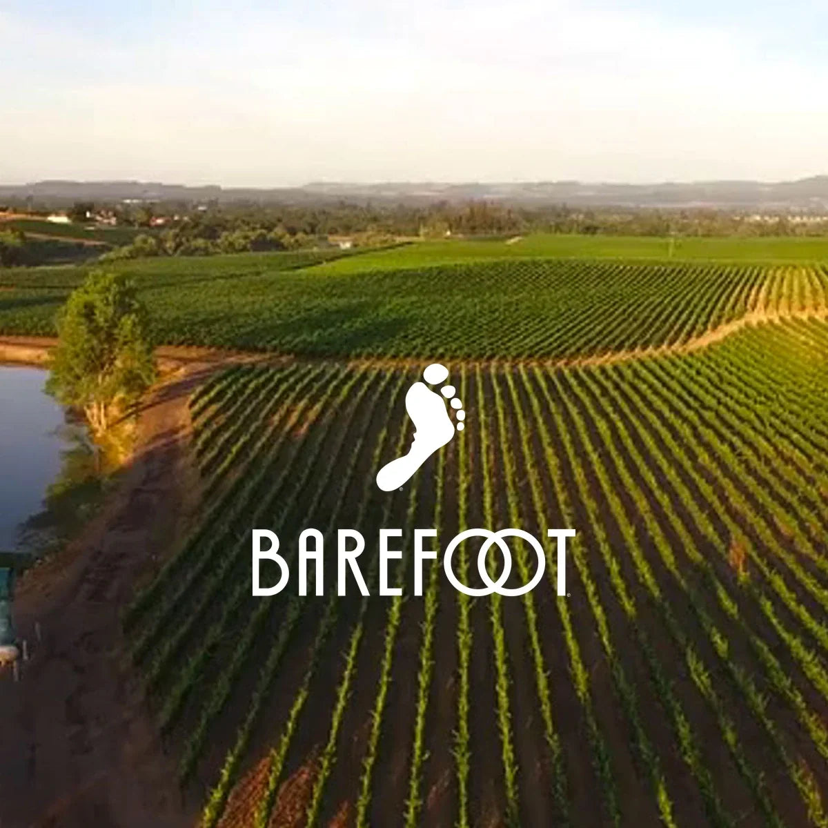 Barefoot – wijngaarden van moederproducent GALLO met origineel logo