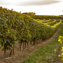 Vignoble Ferret