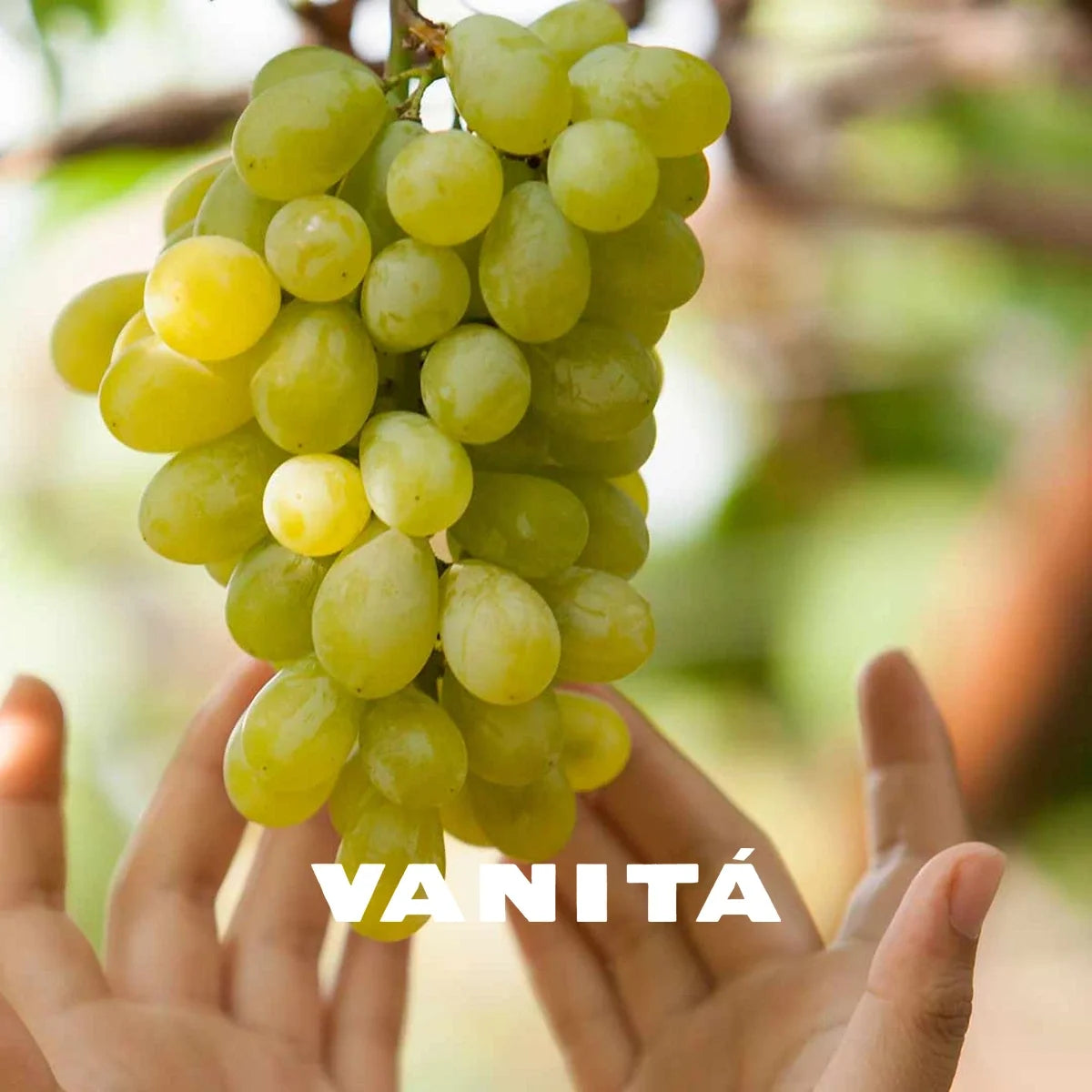 Vanita sfeerfoto met logo