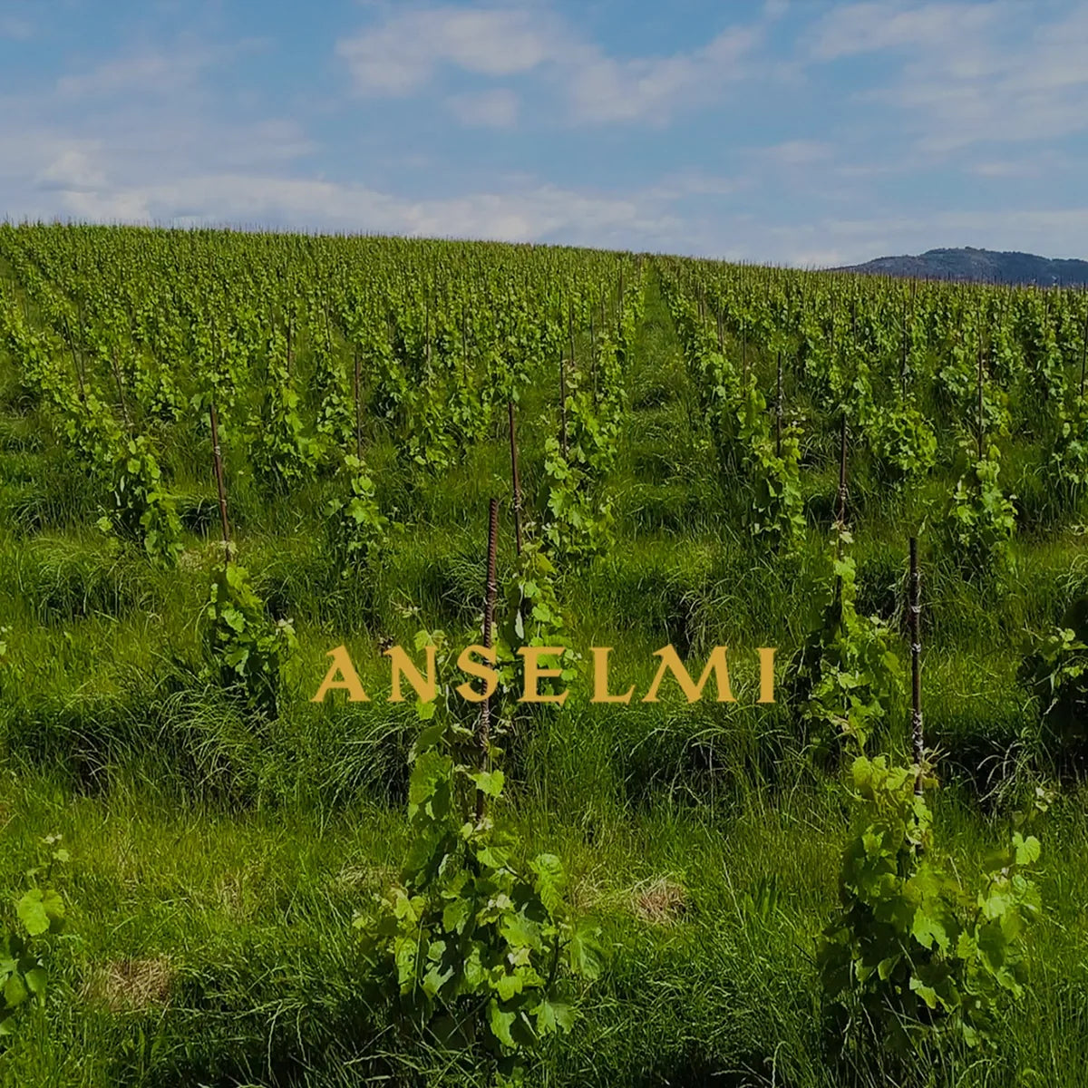 Anselmi