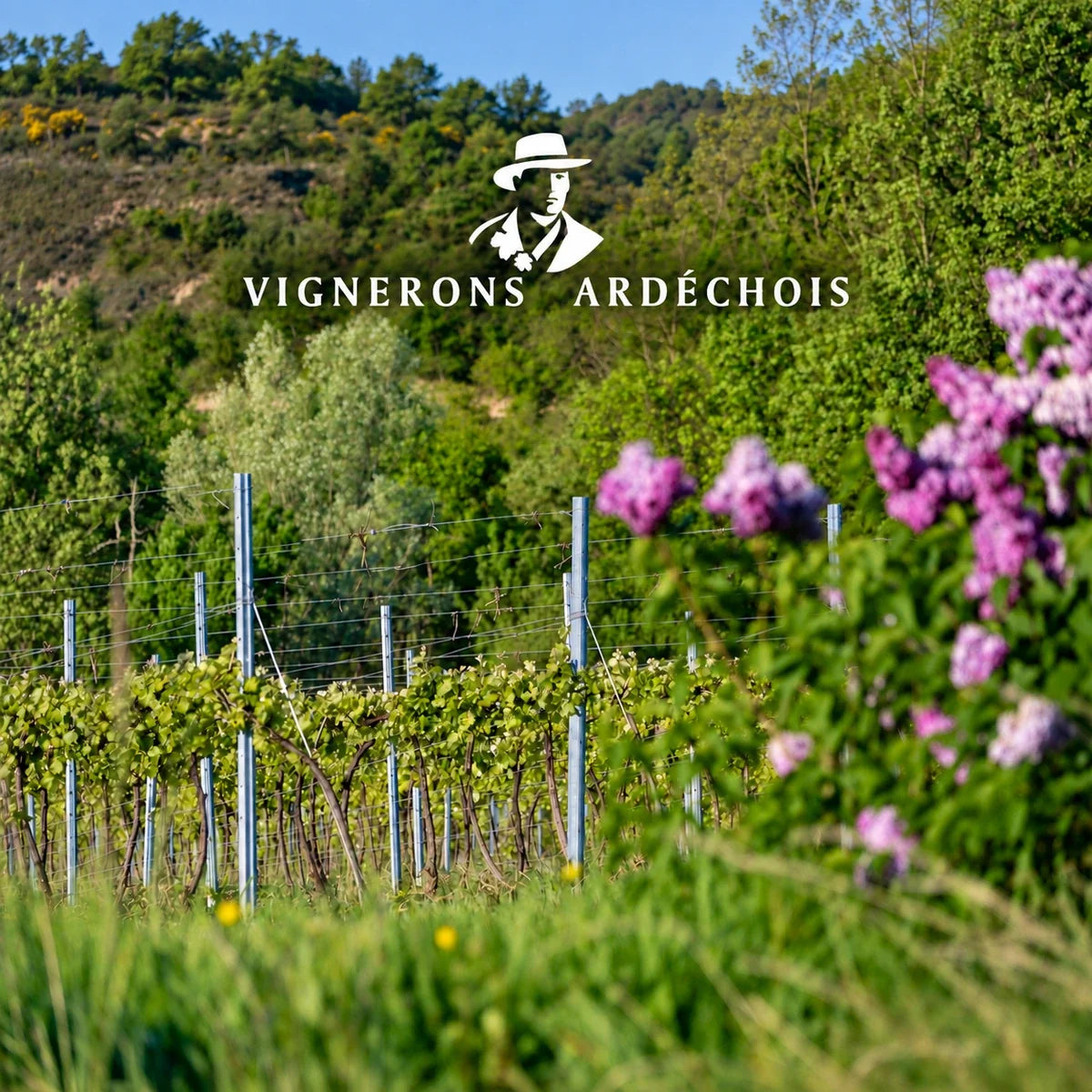 Vignerons Ardéchois wijnhuis en logo