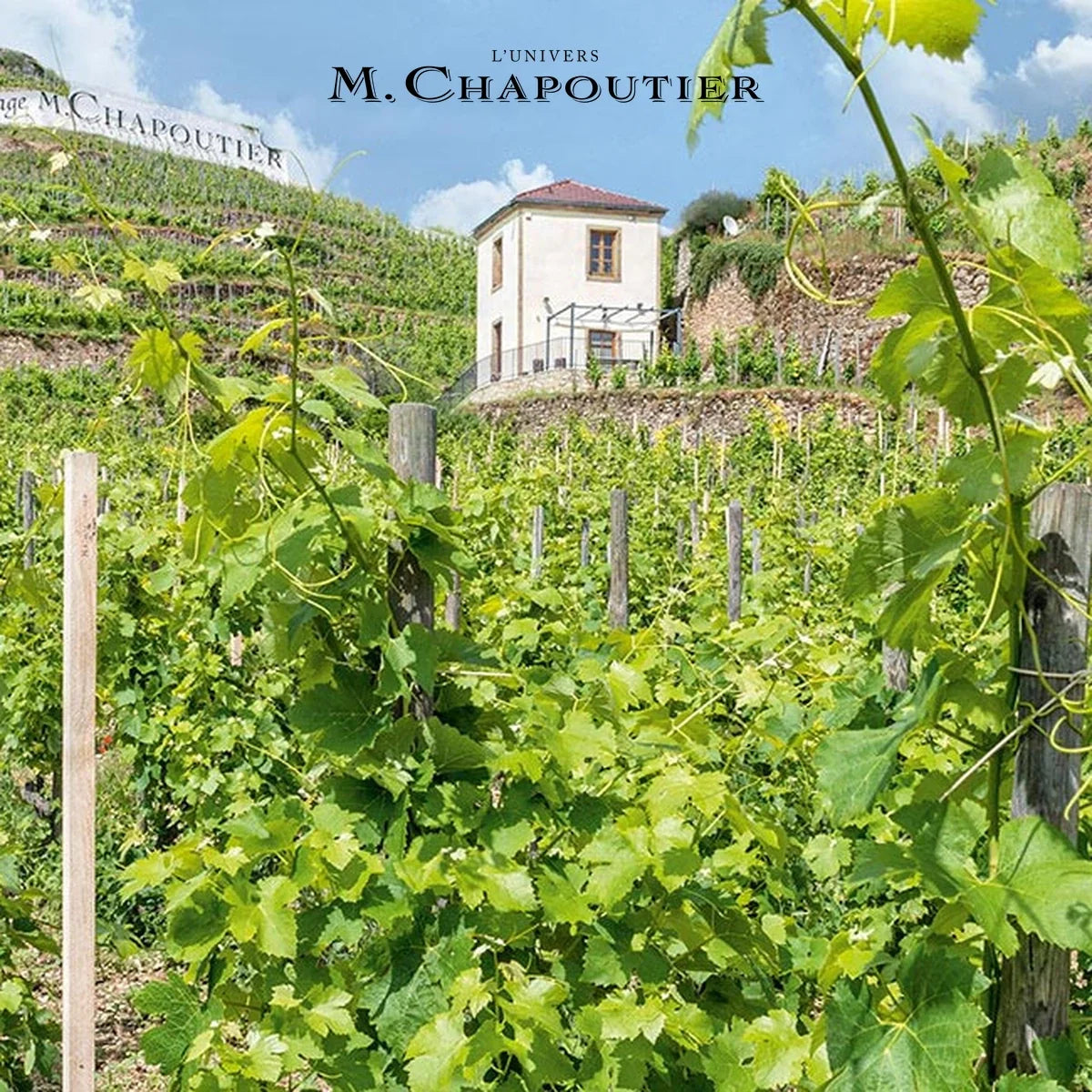 M Chapoutier — wijnhuis met logo