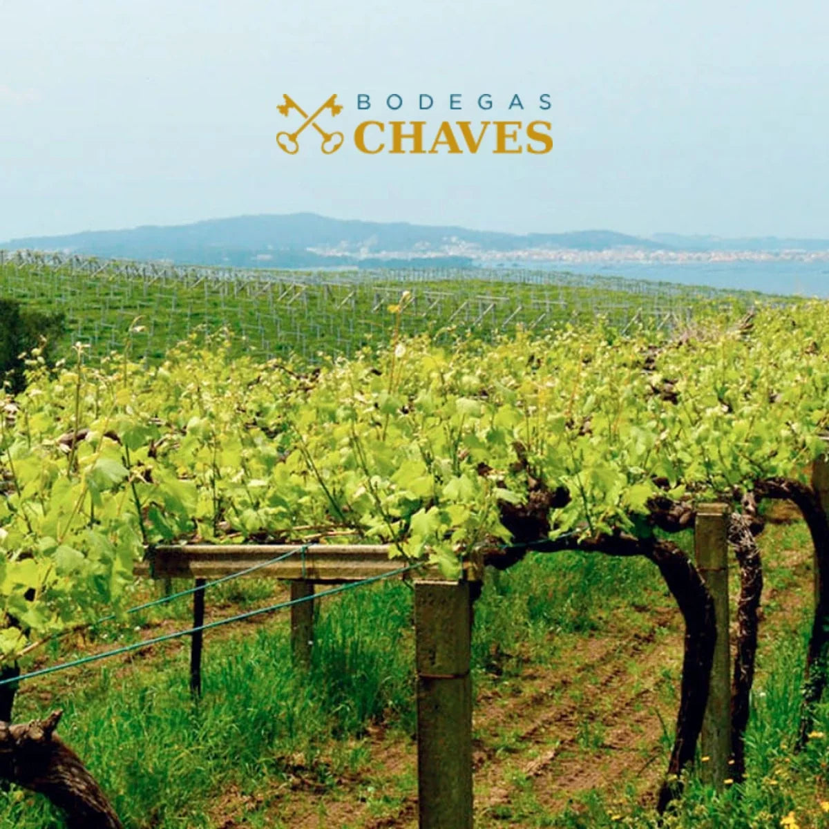 Bodegas Chaves — sfeerfoto met officieel logo