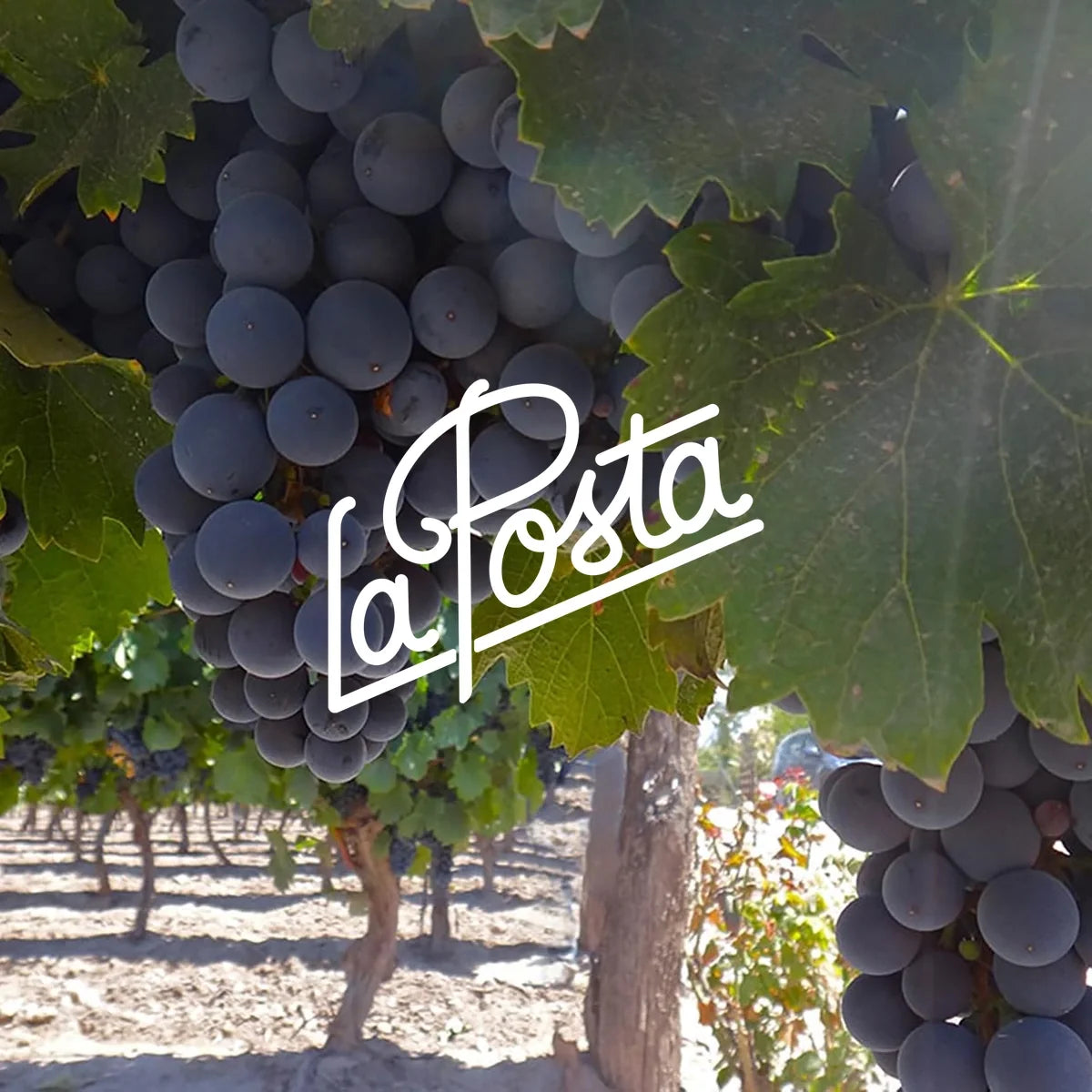 La Posta | Perfecte Wijn