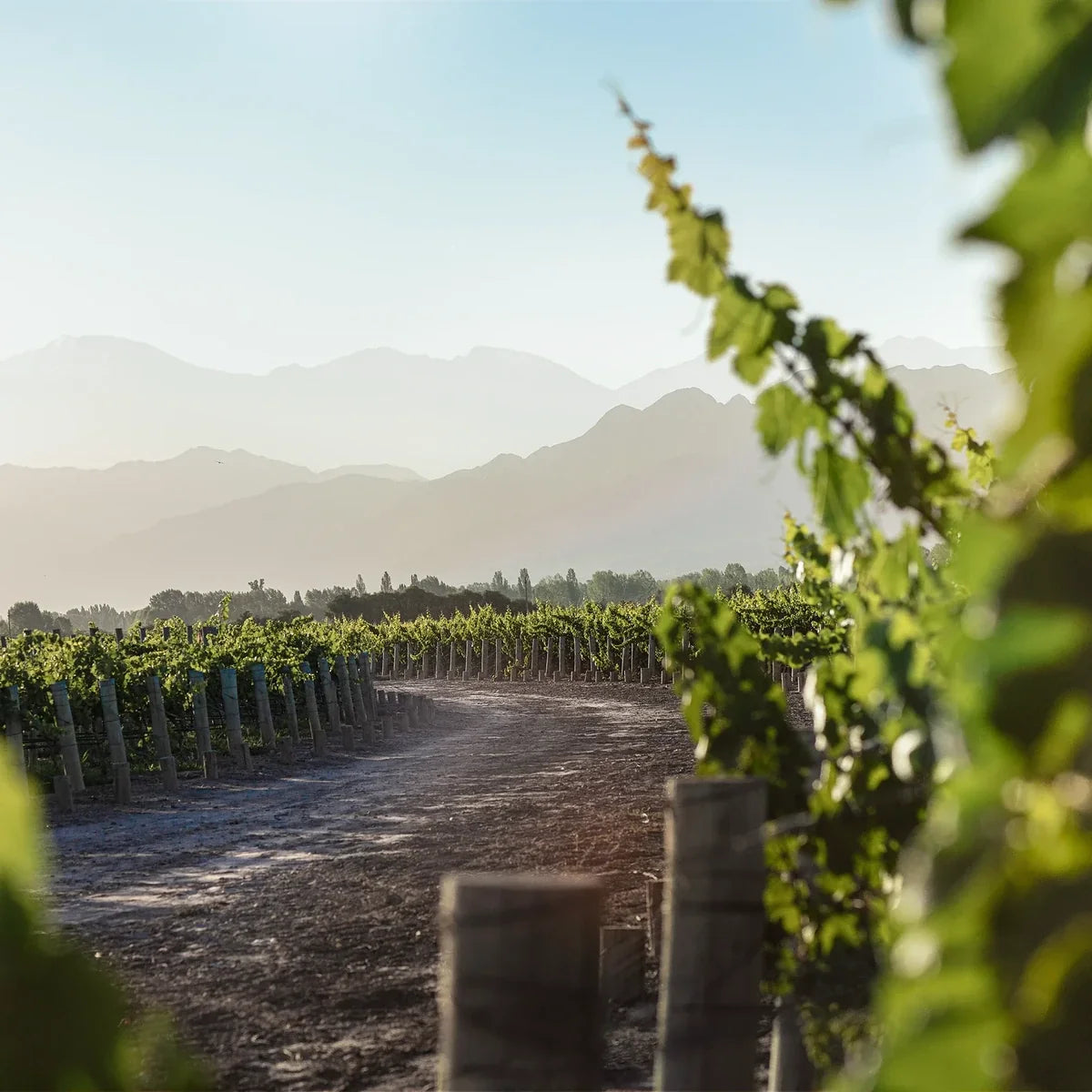Finca La Linda — sfeerfoto wijnhuis