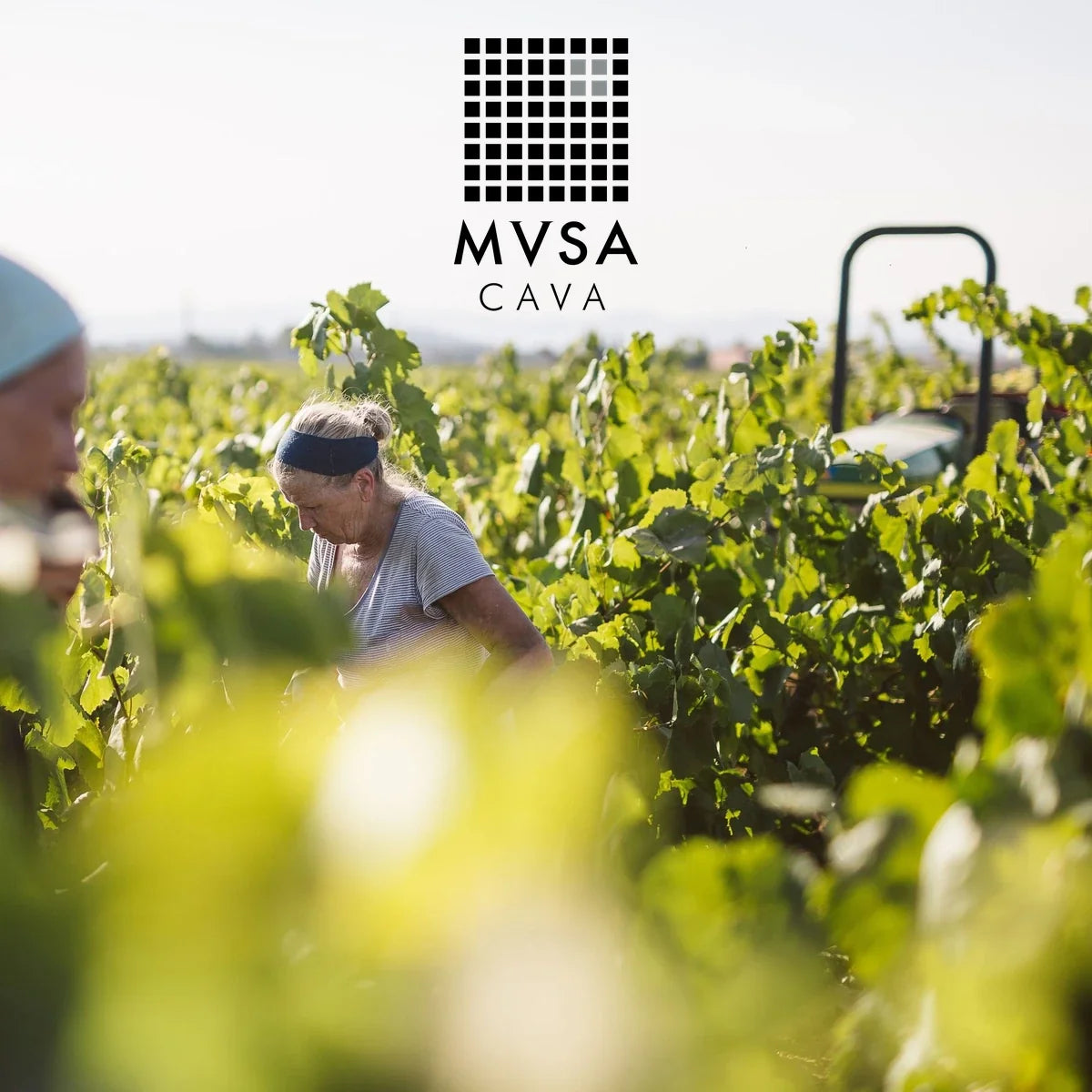 MVSA Cava: oogst bij Vallformosa met officieel logo
