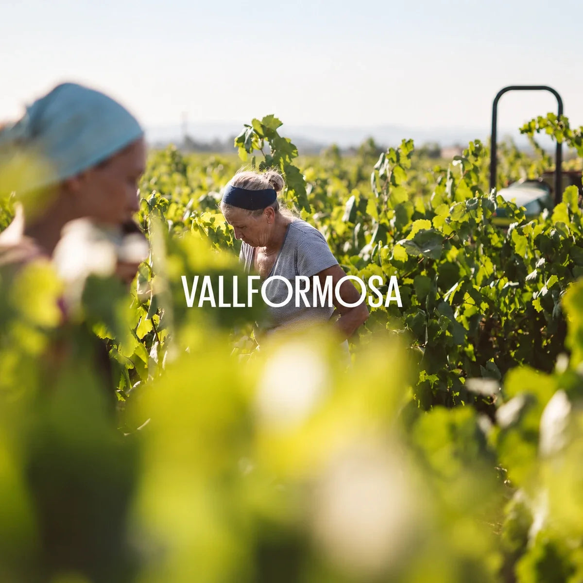 Vallformosa wijnhuis en logo