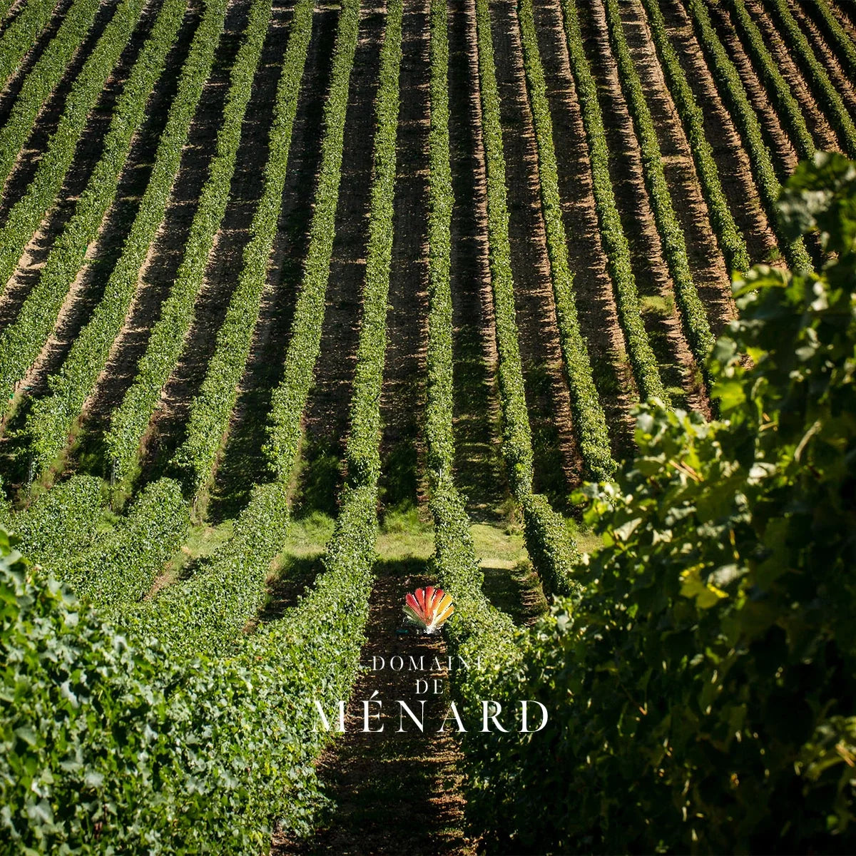 Domaine de Menard sfeerfoto met logo