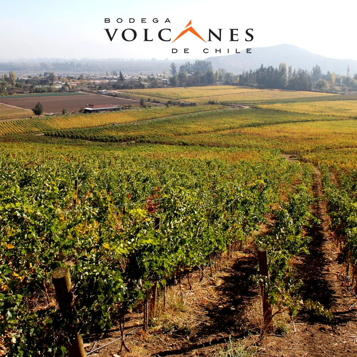 Bodegas Volcanes sfeerfoto met logo
