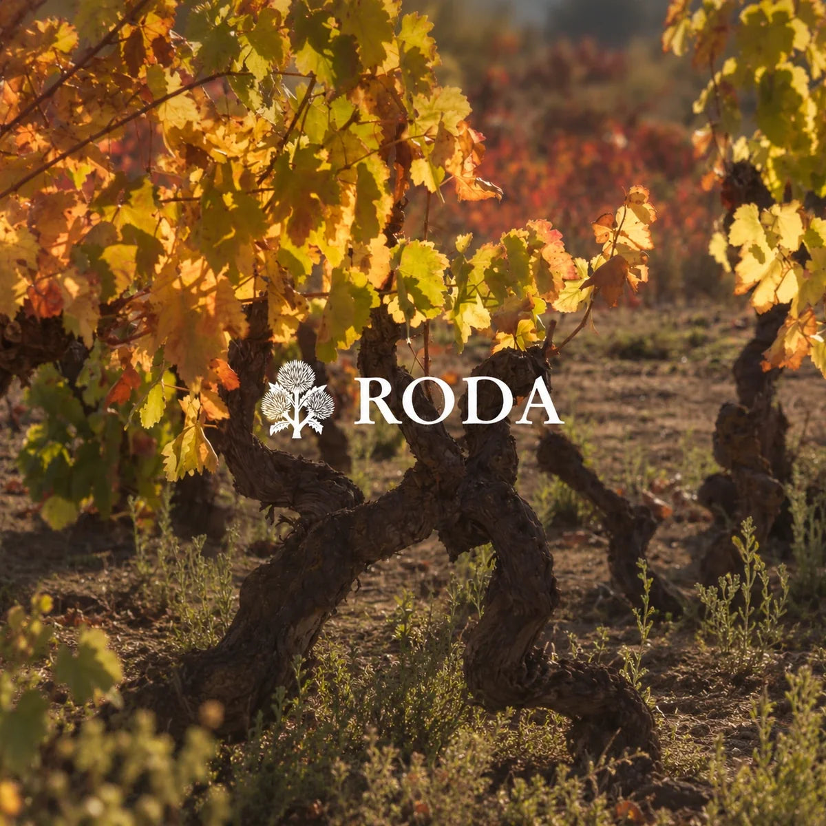 Bodegas Roda, sfeerfoto met logo