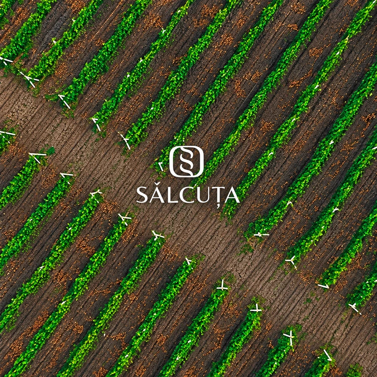 Salcuta, sfeerfoto met logo