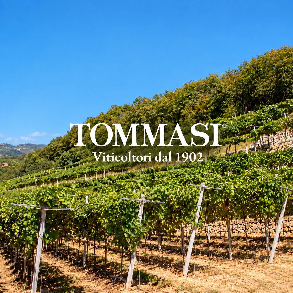 Tommasi sfeerfoto met logo