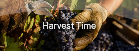 The Grape Harvest Explained: From Picking to the New Vintage