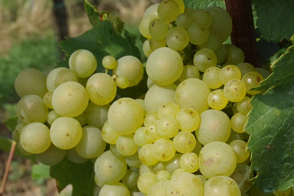 Rijpe Riesling-druiven in de Pfalz.