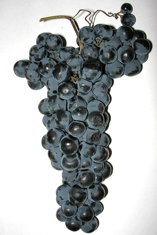 Rijpe Tempranillo-druiventros met kenmerkende blauwzwarte bessen.